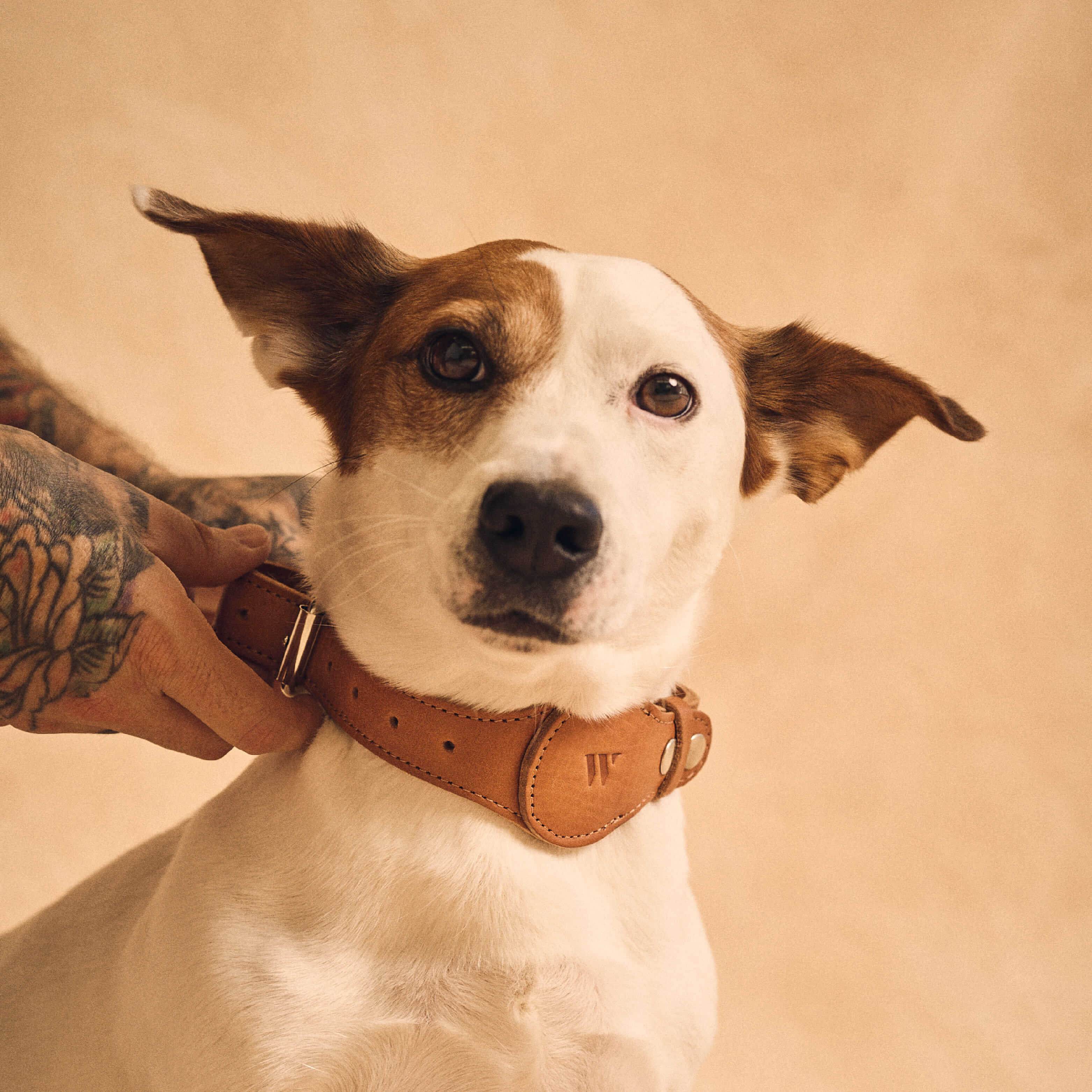 Walden® Collar y Correa Pet de Cuero Genuino · Terra