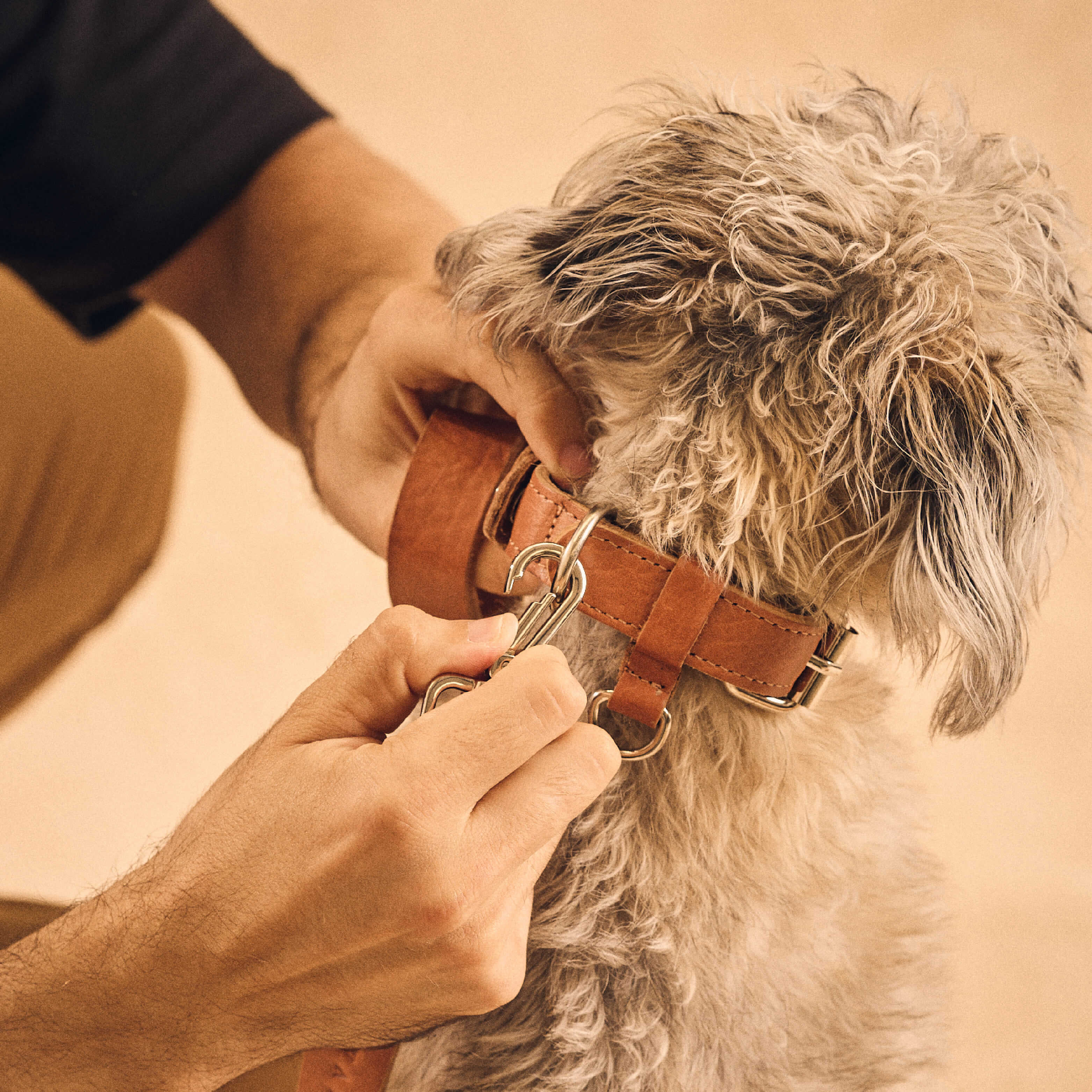 Walden® Collar y Correa Pet de Cuero Genuino · Terra