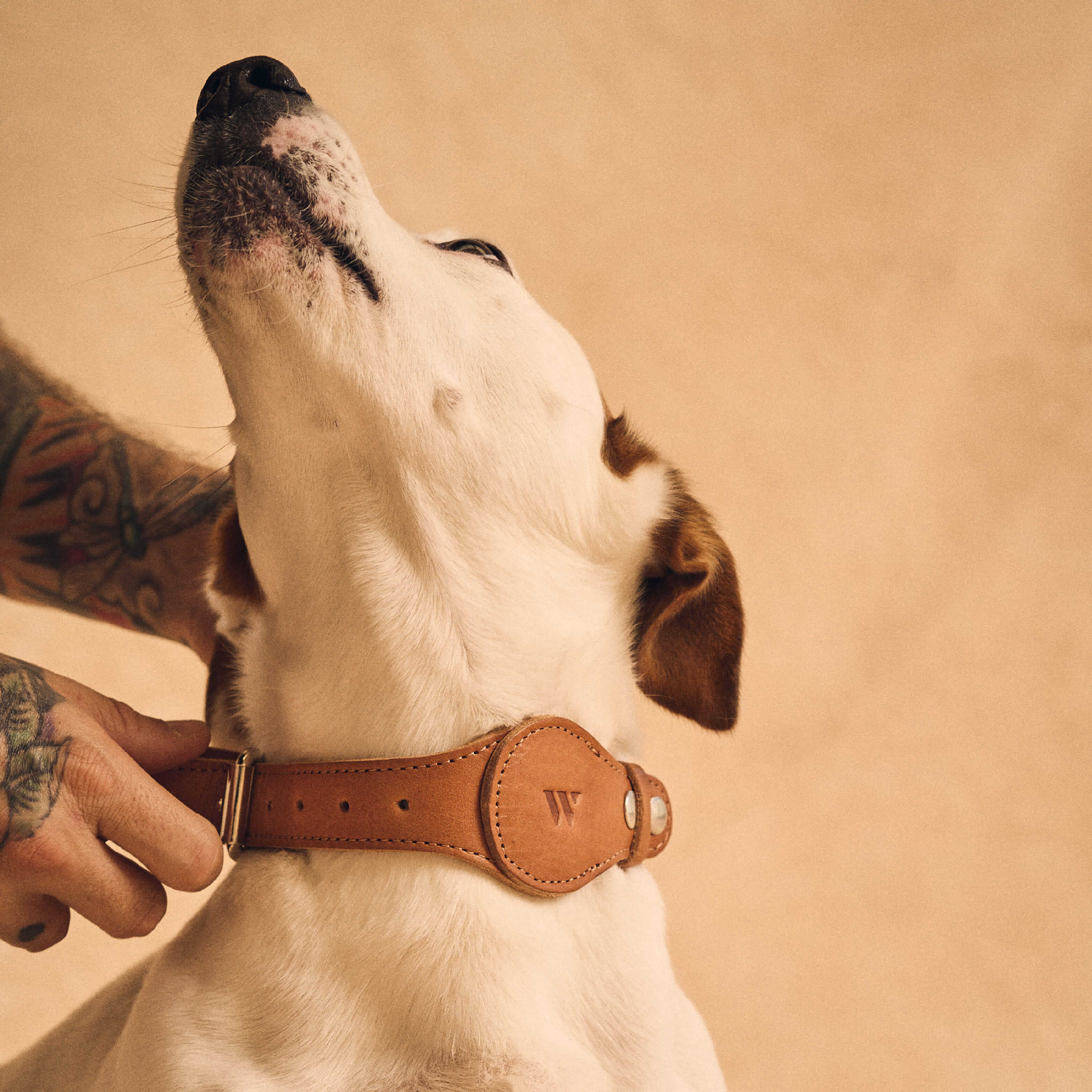Walden® Collar y Correa Pet de Cuero Genuino · Terra