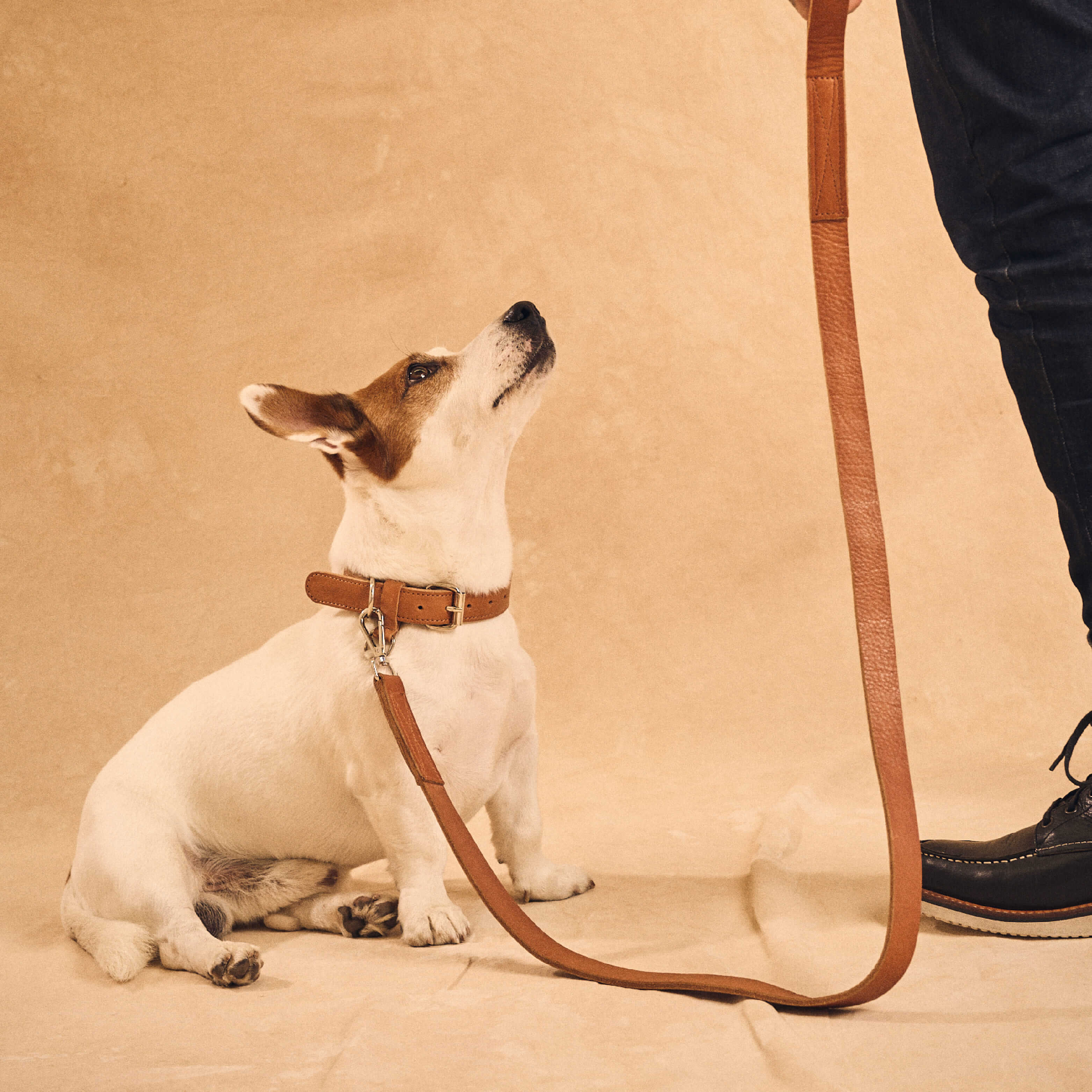 Walden® Collar y Correa Pet de Cuero Genuino · Terra