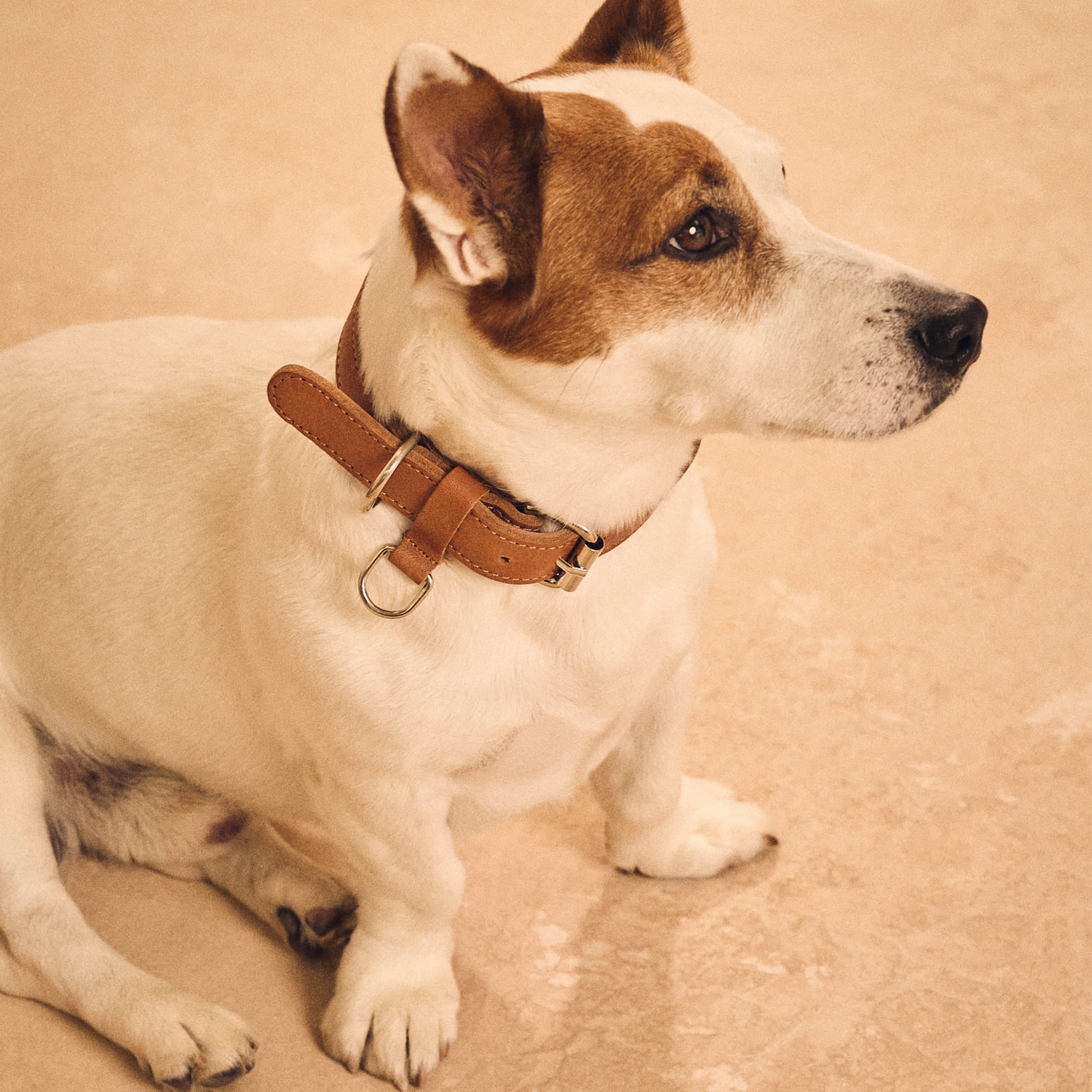 Walden® Collar y Correa Pet de Cuero Genuino · Terra